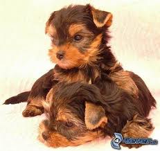 images (9)