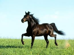 images (1)